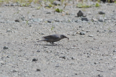 イソヒヨドリ♀