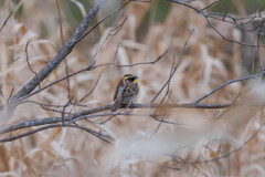 ミヤマホオジロ