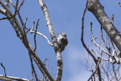 ヤマゲラ