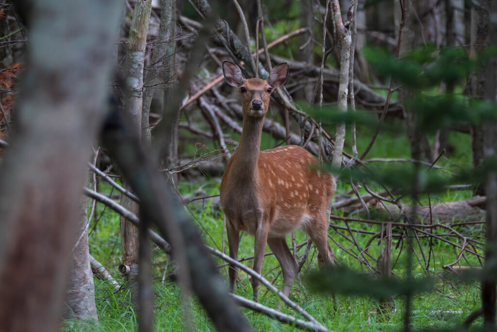 エゾシカ