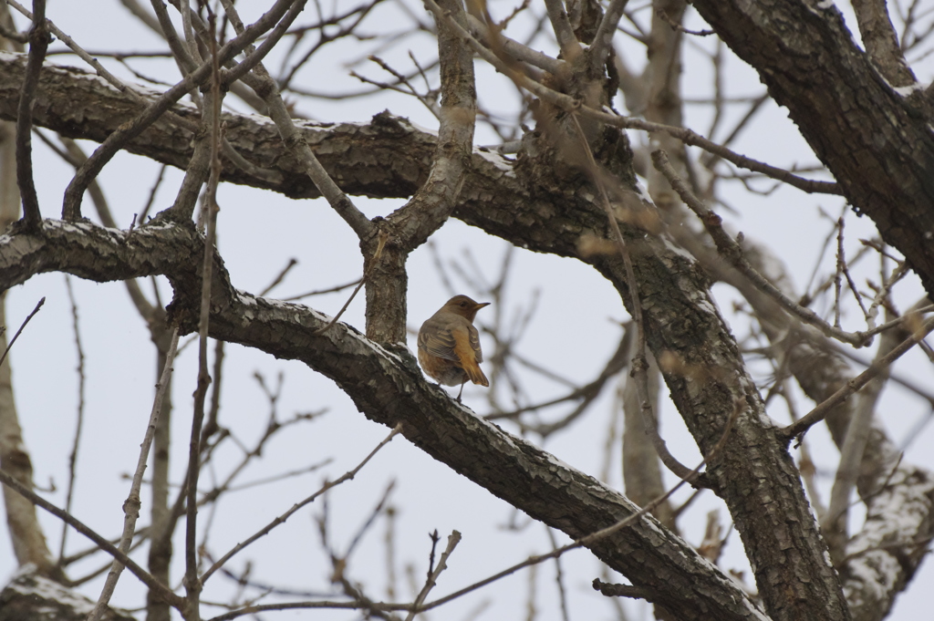 ハチジョウツグミ