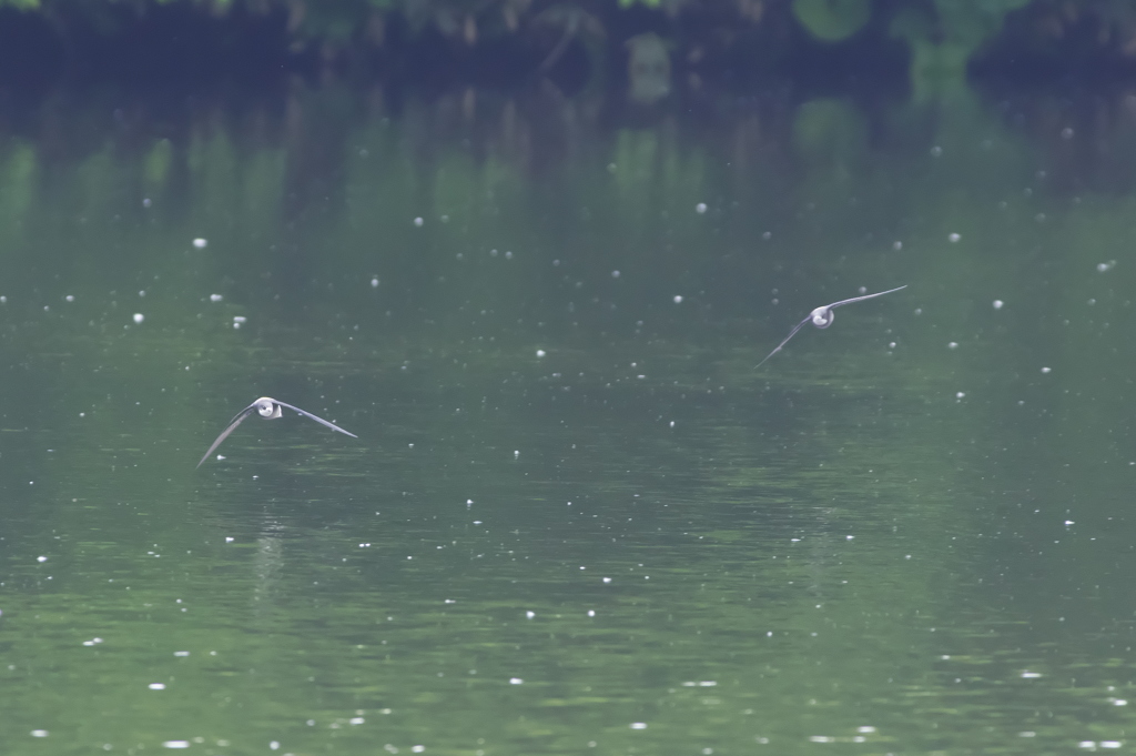 ハリオアマツバメ②