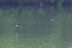 ハリオアマツバメ②