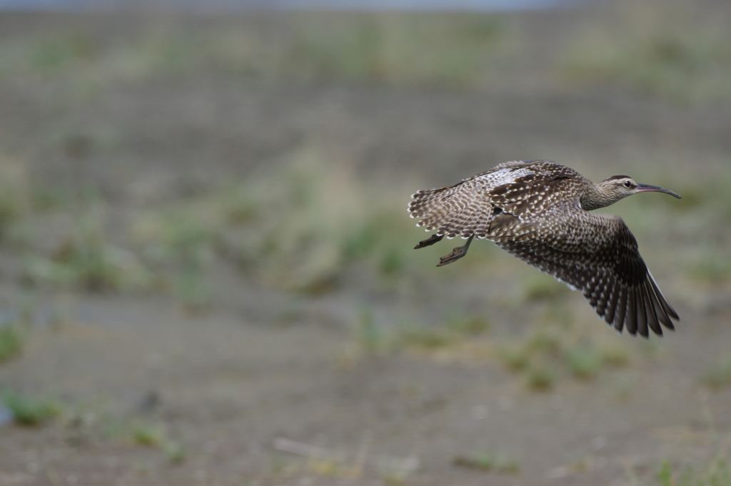 チュウシャクシギ②
