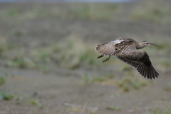 チュウシャクシギ②