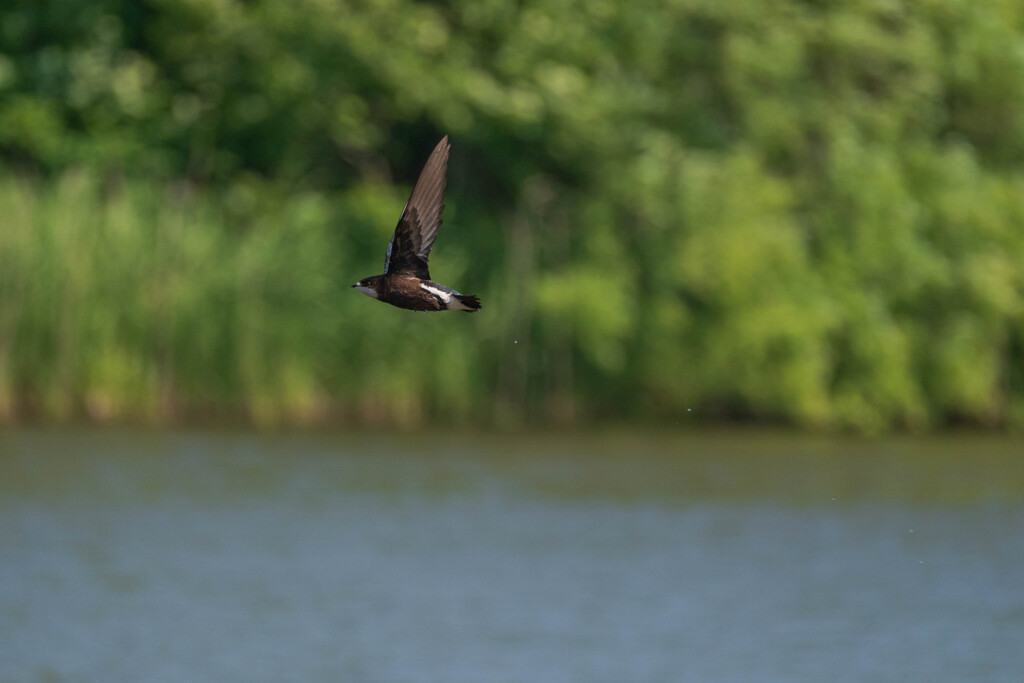 ハリオアマツバメ