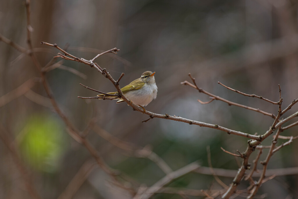 センダイムシクイ