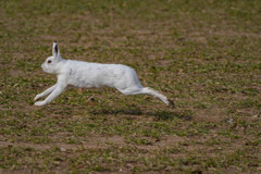 ユキウサギ②