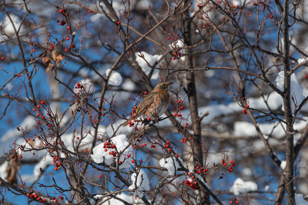 ハチジョウツグミ
