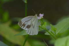 いつもの公園で