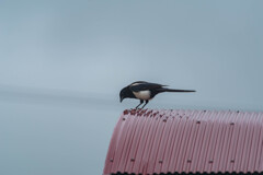 カササギ