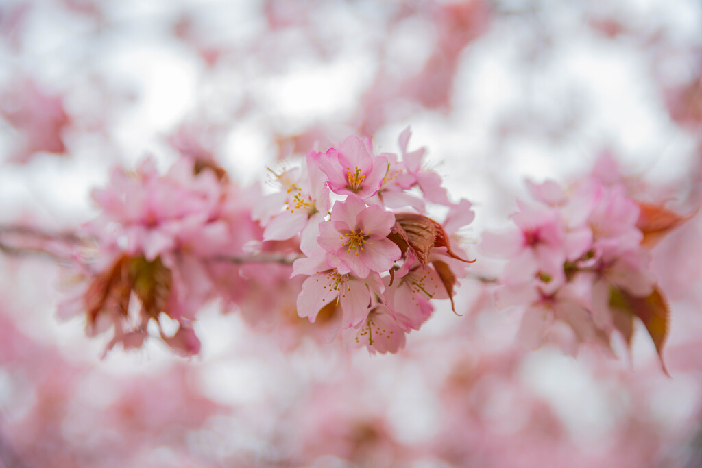 桜