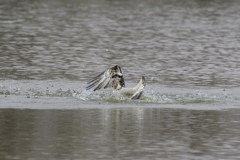 ミサゴ① ミサゴ①