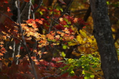 紅葉も終わりかな