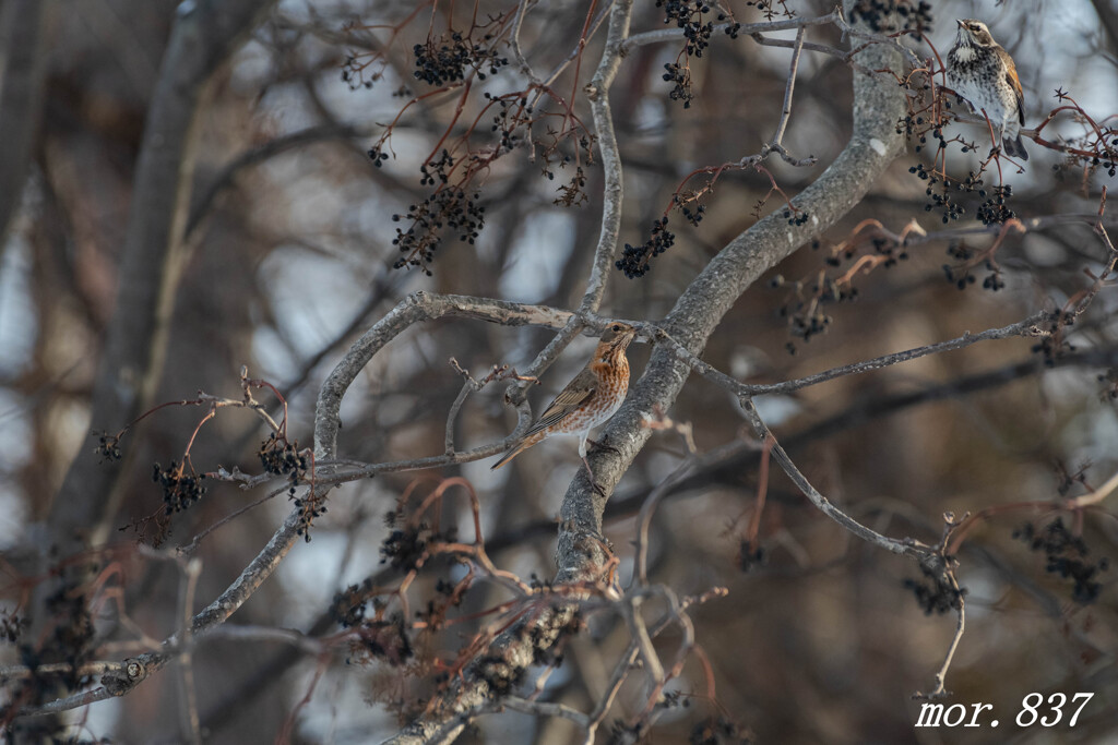 ハチジョウツグミ