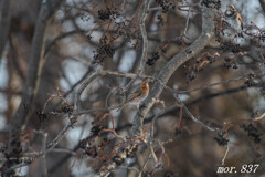 ハチジョウツグミ