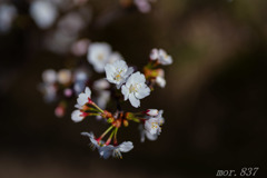 桜