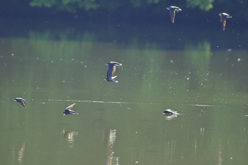 ハリオアマツバメ