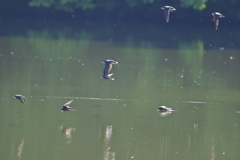 ハリオアマツバメ