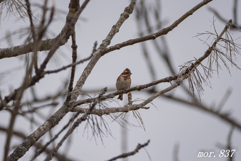 ミヤマホオジロ