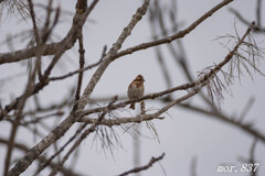 ミヤマホオジロ