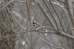照れ屋さん 照れ屋さん