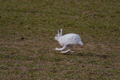 ユキウサギ③