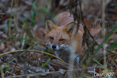 キタキツネ