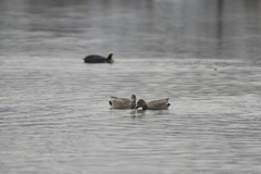 オカヨシガモ オカヨシガモ