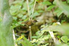 ヤブサメ