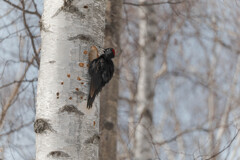 クマゲラ②