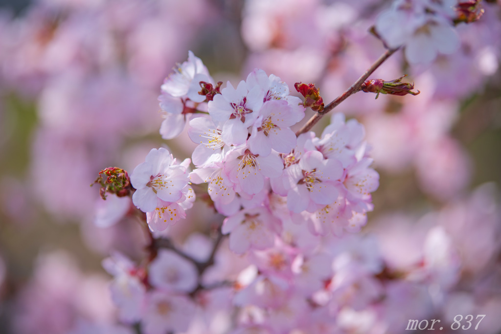 桜