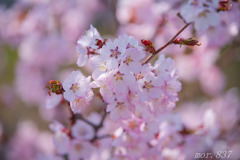 桜