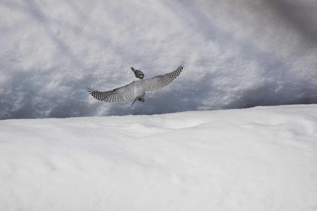雪とヤマセミ4