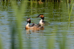 カンムリカイツブリ