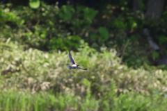 ハリオアマツバメ③