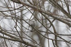 可愛い? 可愛い?