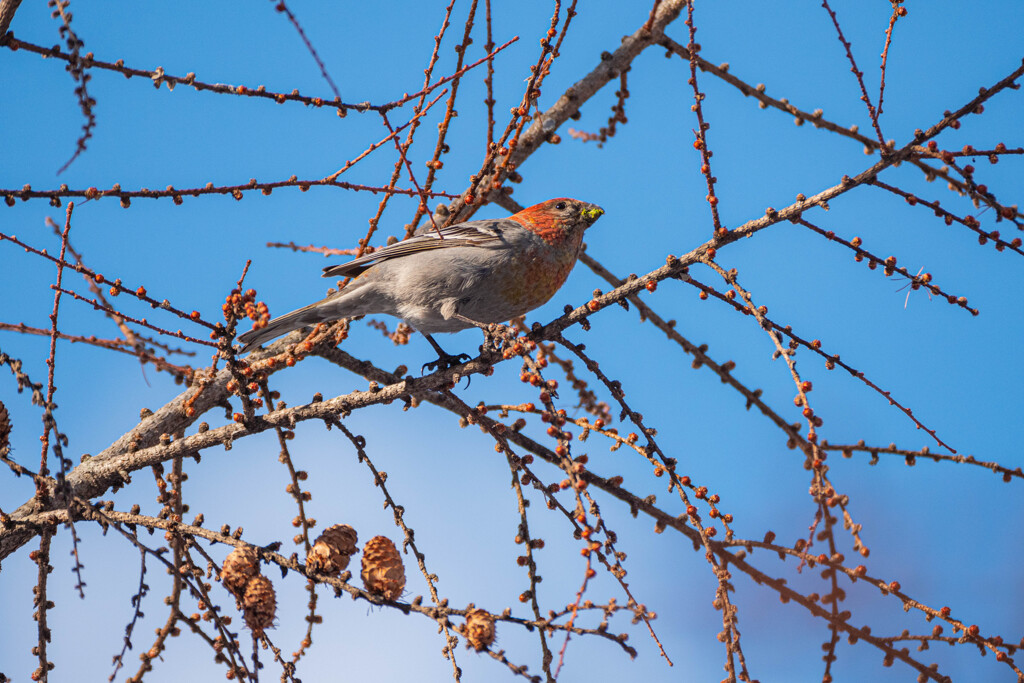 ギンザンマシコ