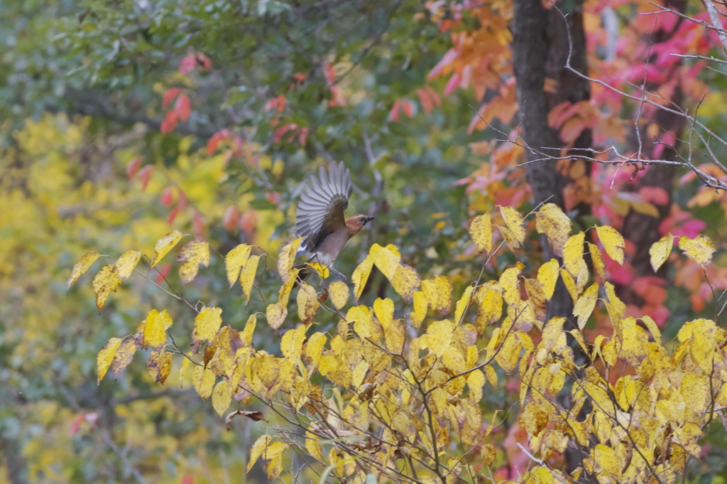 ミヤマカケス②