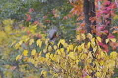 ミヤマカケス②