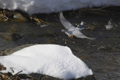 雪とヤマセミ2