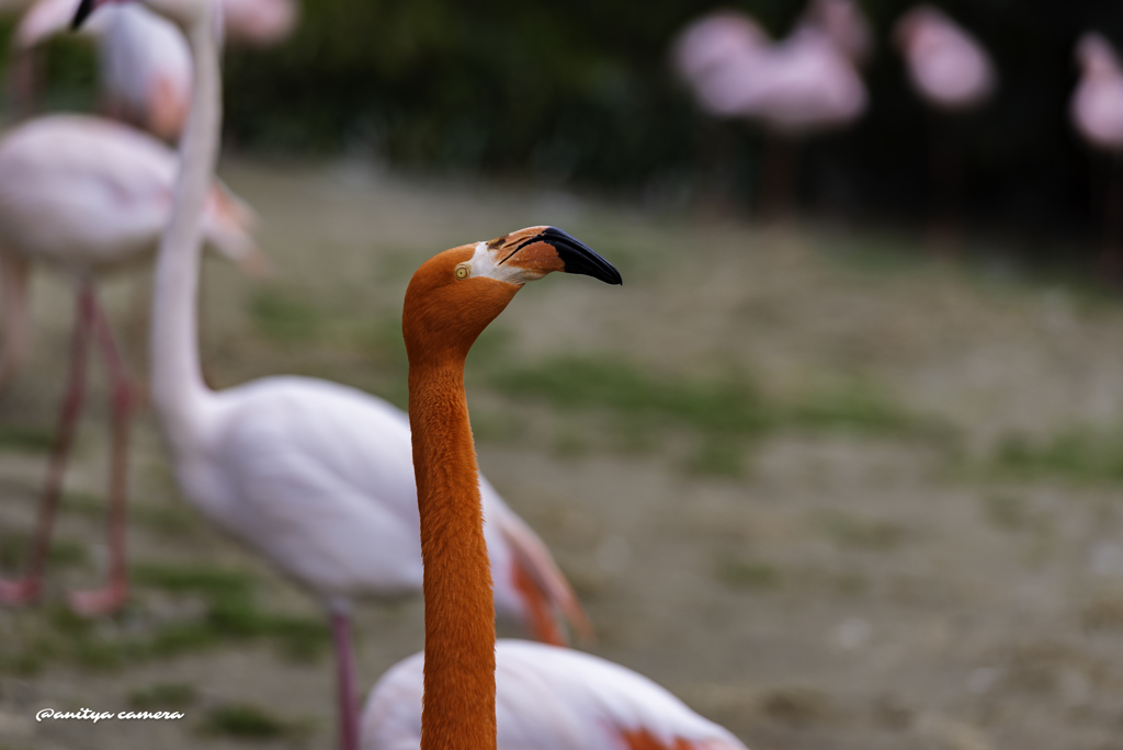 フラミンゴ