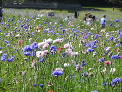 葛西臨海公園芝生花壇