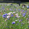 葛西臨海公園芝生花壇