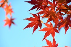 晩秋