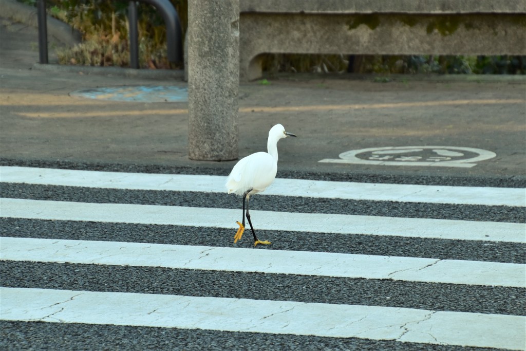 横断歩道を渡りましょう