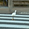 横断歩道を渡りましょう