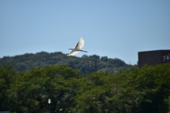多摩川の白鷺