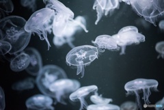 加茂水族館