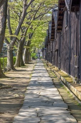 ケヤキ並木